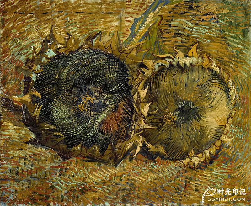 Two-Cut-Sunflowers.jpg