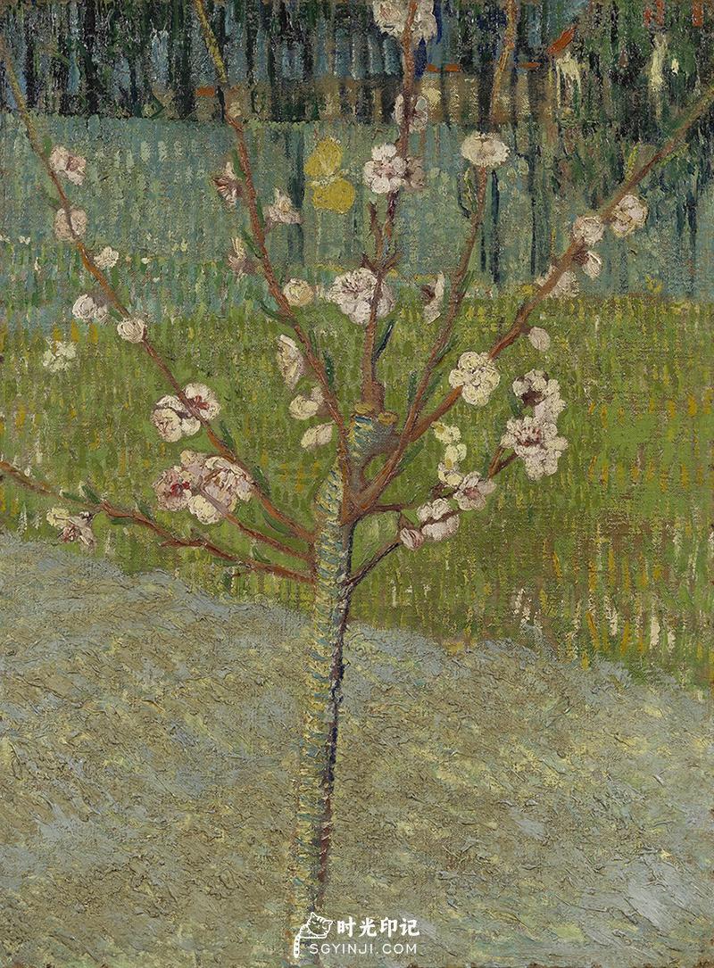 Almond-Tree-in-Blossom.jpg
