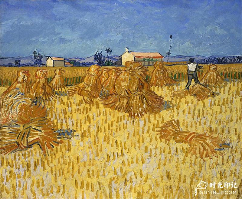 Harvest-in-Provence.jpg